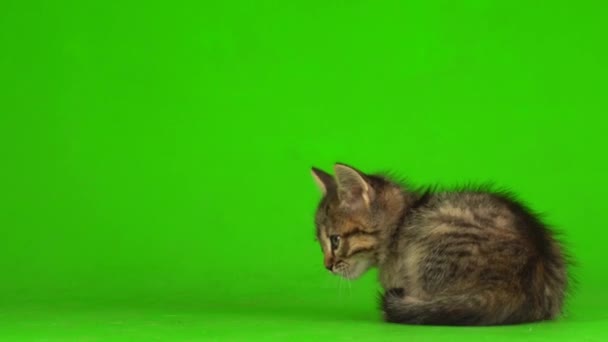 Little Gray Kitten Kitty Plays Green Screen Background — Stock Video