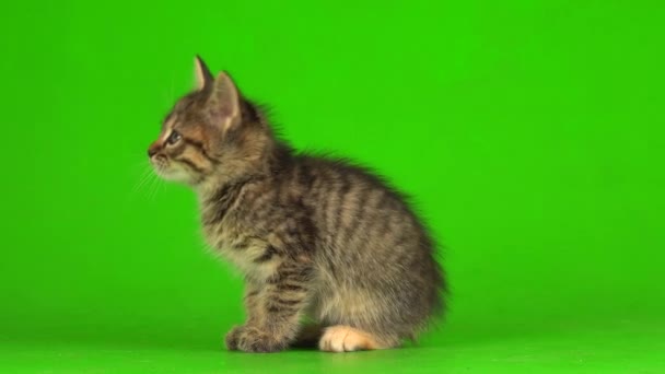 小さな灰色の子猫は緑の画面の背景に再生されます — ストック動画