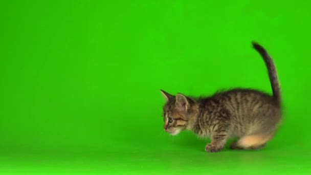 Little Gray Kitten Kitty Plays Green Screen Background — Stock Video