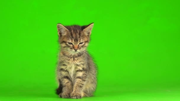 Pouco Gatinho Cinza Joga Fundo Tela Verde — Vídeo de Stock