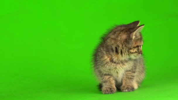 Kis Szürke Cica Cica Játszik Egy Zöld Képernyő Háttér — Stock videók