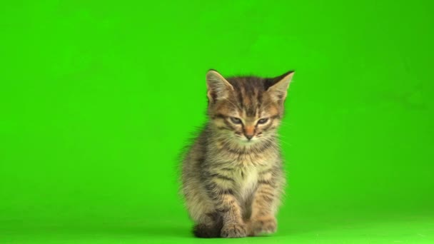 Little Gray Kitten Kitty Plays Green Screen Background — Stock Video