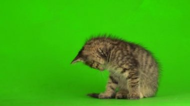 Küçük gri kedi yavrusu yeşil ekranda oynuyor..