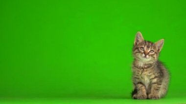 Küçük gri kedi yavrusu yeşil ekranda oynuyor..