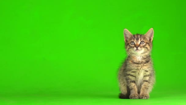 Mały Szary Kotek Kotek Gra Zielonym Tle Ekranu — Wideo stockowe