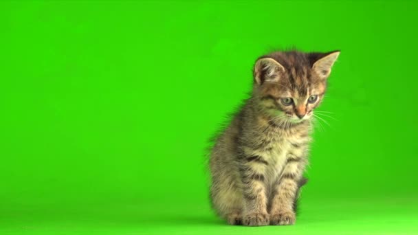 Little Gray Kitten Kitty Plays Green Screen Background — Stock Video