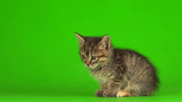 Pouco Gatinho Cinza Joga Fundo Tela Verde — Vídeo de Stock