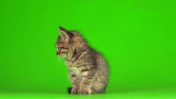 Little Gray Kitten Kitty Plays Green Screen Background — Stock Video