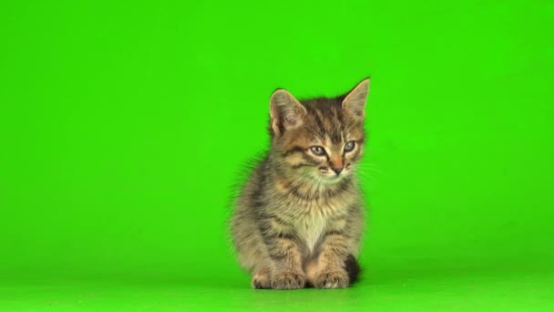 Little Gray Kitten Kitty Plays Green Screen Background — Stock Video