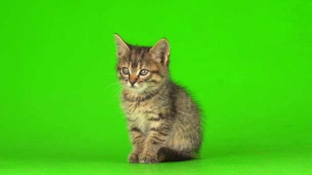 Petit Chaton Gris Chaton Joue Sur Fond Écran Vert — Video