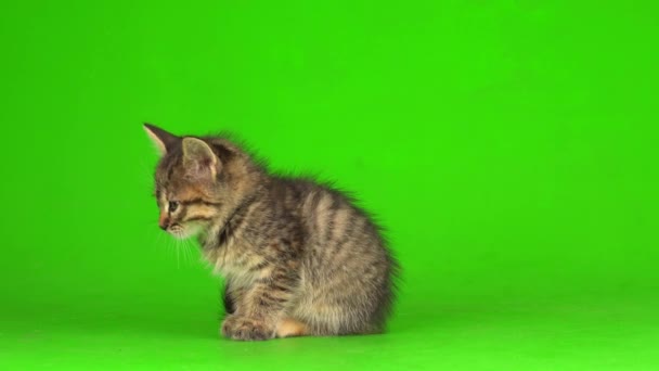 Piccolo Gattino Grigio Gioca Uno Sfondo Schermo Verde — Video Stock