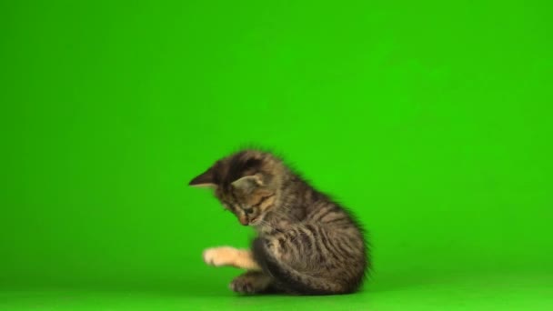 Little Gray Kitten Kitty Plays Green Screen Background — Stock Video