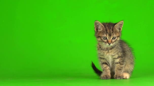 Kis Szürke Cica Cica Játszik Egy Zöld Képernyő Háttér — Stock videók
