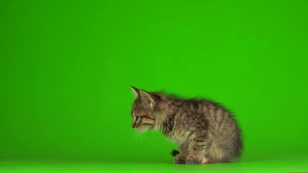 Little Gray Kitten Kitty Plays Green Screen Background — Stock Video