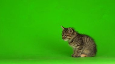 Küçük gri kedi yavrusu yeşil ekranda oynuyor..