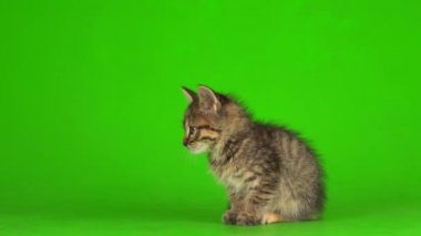 Küçük gri kedi yavrusu yeşil ekranda oynuyor..
