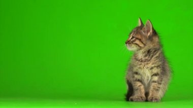 Küçük gri kedi yavrusu yeşil ekranda oynuyor..