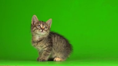 Küçük gri kedi yavrusu yeşil ekranda oynuyor..