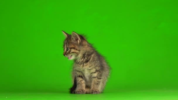 Mały Szary Kotek Kotek Gra Zielonym Tle Ekranu — Wideo stockowe