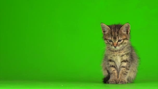 Little Gray Kitten Kitty Plays Green Screen Background — Stock Video