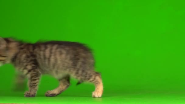 小灰猫在绿色的屏幕背景上玩耍 — 图库视频影像