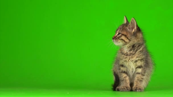 Petit Chaton Gris Chaton Joue Sur Fond Écran Vert — Video