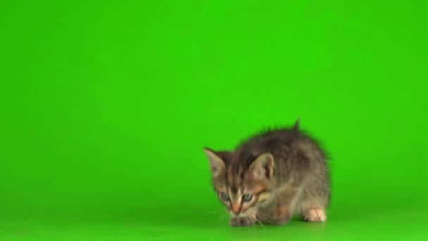 Küçük Gri Kedi Yavrusu Yeşil Ekranda Oynuyor — Stok video
