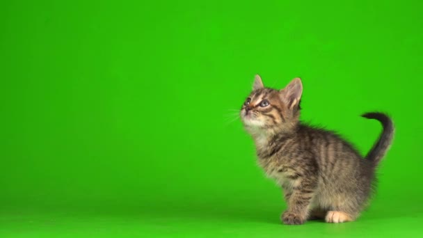 Little Grijs Kitten Kitty Speelt Een Groen Scherm Achtergrond — Stockvideo