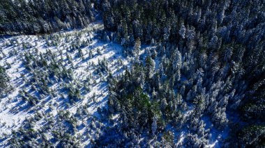 Kozalaklı çam ormanı dağı Karpatya dağları hava fotoğrafı karı.