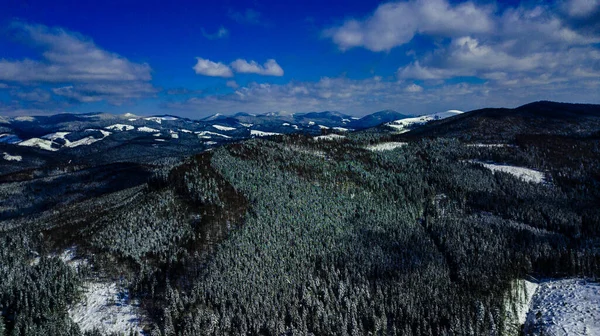 Karpackie Góry Pasmo Górskie Sosnowe Lasy Iglaste Szczyty Górskie Zima — Zdjęcie stockowe