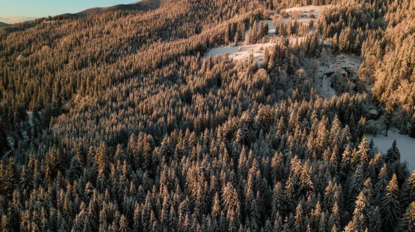 Montagnes Des Carpates Hiver Forêt Conifères Neige Coucher Soleil — Photo