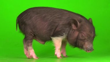 Yeşil ekranda Vietnamlı domuz yavrusu..