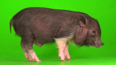 Yeşil ekranda Vietnamlı domuz yavrusu..