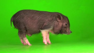 Yeşil ekranda Vietnamlı domuz yavrusu..
