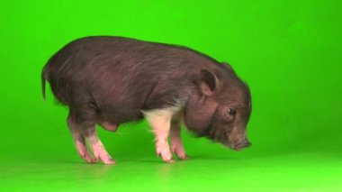 Yeşil ekranda Vietnamlı domuz yavrusu..