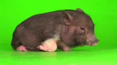 Yeşil ekranda Vietnamlı domuz yavrusu..