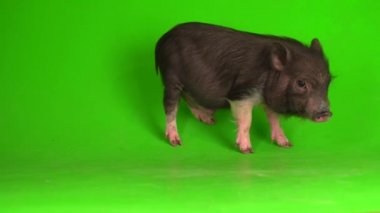 Yeşil ekranda Vietnamlı domuz yavrusu..