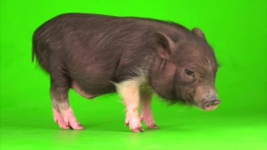 Yeşil ekranda Vietnamlı domuz yavrusu..
