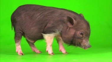 Yeşil ekranda Vietnamlı domuz yavrusu..