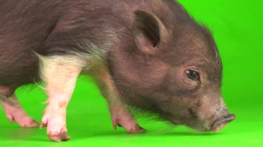 Yeşil ekranda Vietnamlı domuz yavrusu..