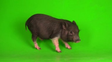 Yeşil ekranda Vietnamlı domuz yavrusu..