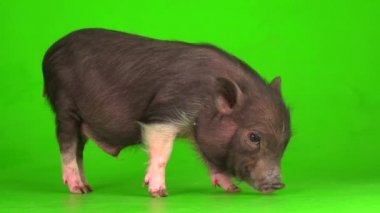 Yeşil ekranda Vietnamlı domuz yavrusu..