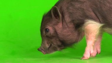 Yeşil ekranda Vietnamlı domuz yavrusu..