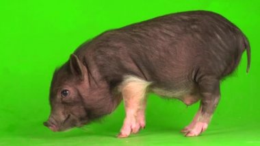 Yeşil ekranda Vietnamlı domuz yavrusu..