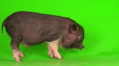 Yeşil ekranda Vietnamlı domuz yavrusu..