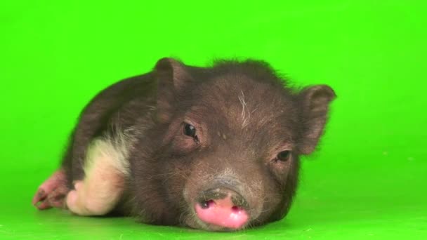 绿屏背景上的越南野猪仔猪 — 图库视频影像