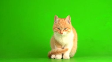 Yeşil ekranda kırmızı kedi yavrusu.