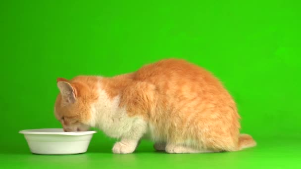 Red Cat Kitten Green Screen Background — Stock Video