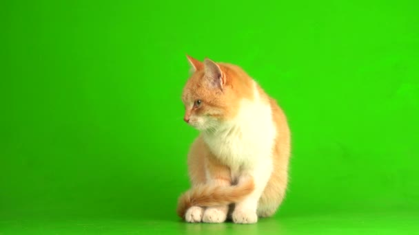 Gatito Gato Rojo Sobre Fondo Pantalla Verde — Vídeo de stock