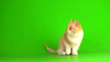 Yeşil ekranda kırmızı kedi yavrusu.